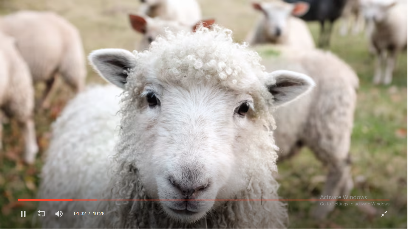 پشم گوسفند بسته بندی با پشم گوسفند اخبار بسته بندی بازیافتی صنعت بسته بندی