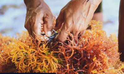 جلبک دریایی در بسته بندی